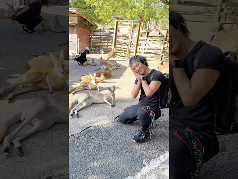 寝てるカンガルーを起こさないようにする男 The guy trying not to wake up a sleeping kangaroo has an incredibly hard time🦘