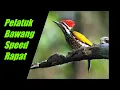 Download Lagu Pelatuk Bawang Speed Rapat (Suara Asli)