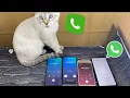 Cat Calls the Phone \u0026 Samsung Galaxy S8 Galaxy J3 (2017) \u0026 Xiaomi Redmi