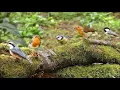 Download Lagu Forest Birds | Ringtones for Android | Animal Ringtones