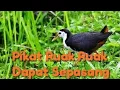 Download Lagu Pikat Burung Ruwak Ruwak ( tengkoah ) Dapat Sepasang
