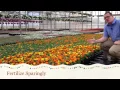 Download Lagu Caring for Marigolds