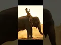 Download Lagu Ayu performs with her elephant. #diversion #trending