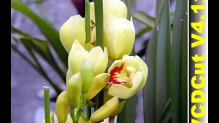 هاشم مبرغنى انساك كيف انساك كيف انساك عندي كم في الدنيا زيك عزف على الجيتار 