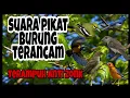 Download Lagu Suara Burung Kancilan Bakau Kombinasi Burung Sertu Jantung Anti Zonk