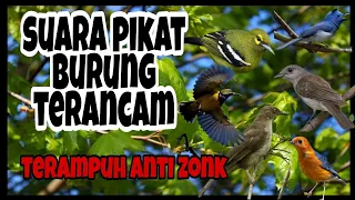 suara burung kancilan bakau kombinasi burung sertu jantung anti zonk
