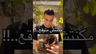 زرعت البطاطا فوق السطح وحصدتها ومتوقعتش النتيجه Explore زراعة نباتات علوم الزراعه Plants اشجار 