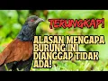 Download Lagu TERUNGKAP!!  ALASAN MENGAPA BURUNG BUBUT DIANGGAP TIDAK ADA!