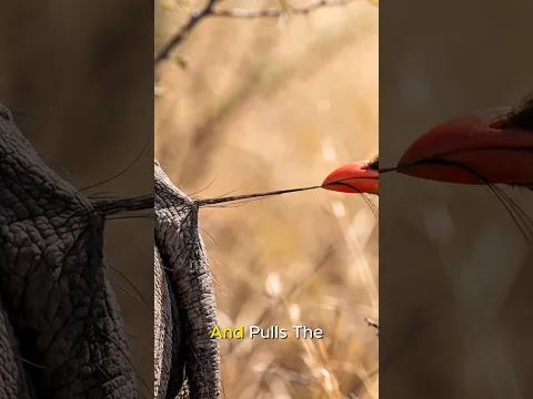 طائر يسرق شعر وحيد القرن... والسبب مدهش!