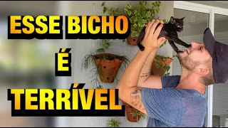 MUDEI as PLANTAS de LUGAR e SOLTEI o GATINHO | Henrique Buttler