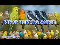 Download Lagu SOUND PIKAT PARKIT || PIKAT MURAI|| PIKAT TRUCUK||PIKAT BURCIL RIBUT || PIKAT SOGON || PIKAT KACER