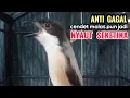 Download Lagu Suara Cendet Gacor Toet toet Efektif Anti Gagal Bikin Cendet Malas pun Langsung Nyaut Bunyi Seketika