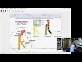 phospholipids