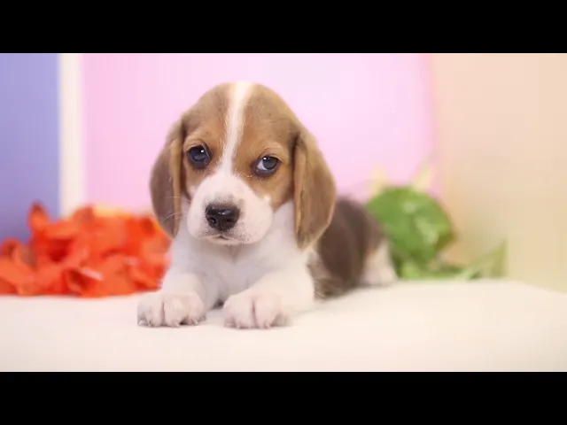 動画
