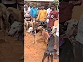 Download Lagu hunting dog whatsapp status Tamil 💥#animal #chippiparai #cute #dog #tamil #kanni #pets