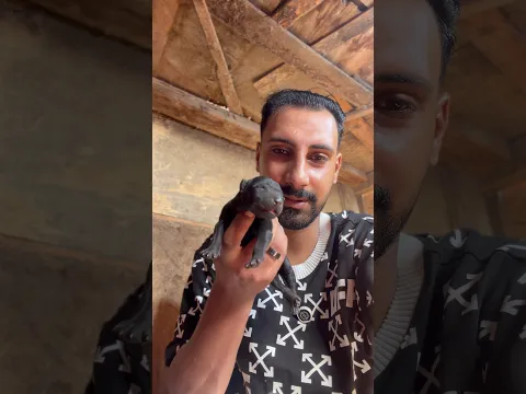 متع عينك يا خروف😎
