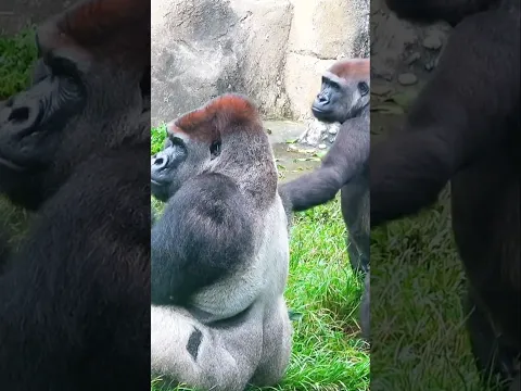 Tayari 偷摸D'jeeco #taipeizoo #cute #gorilla