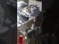 Asta - Black Clover fight scene