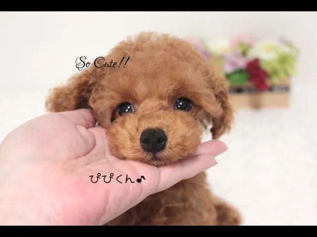 動画