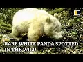 Video di Rare white panda spotted in the wild