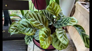 Marantas de fácil é difícil cultivo aqui no meu quintal! - Ateliê Florescer