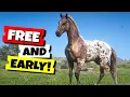 RDR2 - Get This Beautiful and Rare Horse Early and Free Leopard Blanket Appaloosa Location