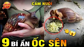 🔥 8 Bí Ẩn Ly Kỳ và Thú Vị về Ốc Sên Mà 99% Bạn Chưa Biết | Kính Lúp TV