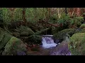 Lagu Het geluid van ochtendvogels in het tropische bos en de geluiden van de natuur die de geest kalmeren
