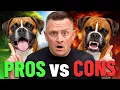 Boxer Dog Pros Cons Watch This Before You Get One
