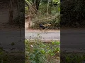 Download Lagu short #puppy #dog #barking #amazing #according #to  #ringtone