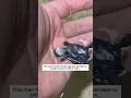 Deze man vond een schildpaddenei en besloot het mee naar huis te nemen om uit te broeden, toen...
