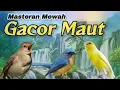 Download Lagu MATERI GACOR MAUT‼️Sikatan Londo,Tledekan,Kenari.#masteranburung #suaraburung