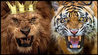 لماذا الأسد ملك الغابة وليس النمر 