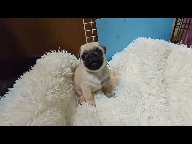 動画