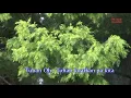 Download Lagu Bulung Kiring Tu Baju Kaweng ( Original Song )