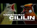 DUEL SENGIT!!! MASTERAN KAPAS TEMBAK VS CILILIN || KAPAS TEMBAK GACOR || CILILIN GACOR PANJANG