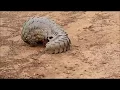 Download Lagu A strange visitor; The Giant Pangolin
