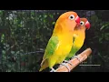 Lagu Lovebird Chirping and Call Sounds - Green Fischer \u0026 Pastel Green Fischer