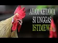 Download Lagu Unggas Bangsawan, Bersuara Menawan. Ayam Ketawa