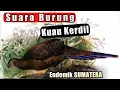 suara kuau kerdil