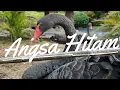 Download Lagu SUARA ANGSA HITAM | Suara Binatang #PeuSu