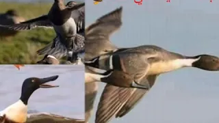 صوت طائر البربش زائد ابو زله زائد حذاف صيفي 