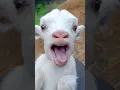 Download Lagu #goat🐑#cute#shorts