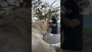 بيبي الصغير سنو Tiger 