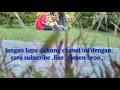 Download Lagu TERTIPU LAGI , ANDIKA MAHESA