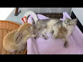 Brother Rabbit introduced the little rabbit to the little cat.kitten abandoned the rabbit brother