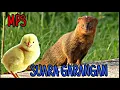 Download Lagu Suara pikat garangan super ampuh 100%