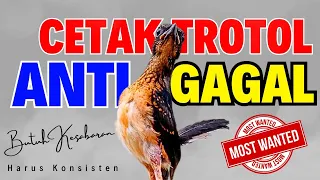 Download 6 Cara Merawat Murai Batu Trotolan Anti Gagal: Cepat Gacor Mudah Dilakukan MP3