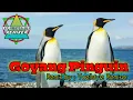 Download Lagu 🌴🌴GOYANG PINGUIN🌴🌴REMIX BY ; YOELLSTYLE REMIXER🌴🌴
