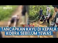 Download Lagu Abah Ocang Meninggal Dunia Usai Duel dengan King Kobra 4 Meter, Masih Sempat Tancapkan Kayu
